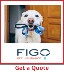 반려동물 건강 보험 선택하기