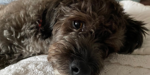 유기견 해외입양 이야기